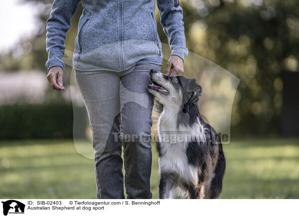 Australian Shepherd beim Hundesport / Australian Shepherd at dog sport / SIB-02403