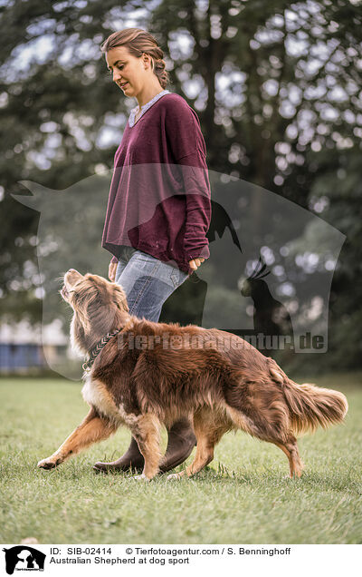 Australian Shepherd beim Hundesport / Australian Shepherd at dog sport / SIB-02414