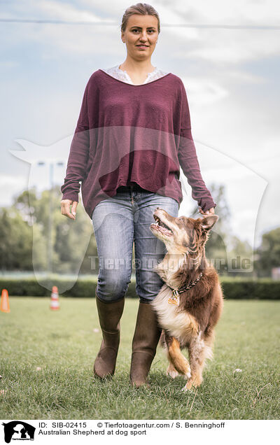 Australian Shepherd at dog sport / SIB-02415