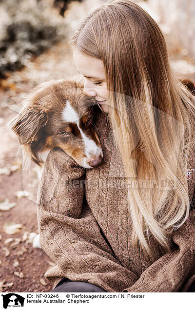 Australian Shepherd Hndin / female Australian Shepherd / NP-03246