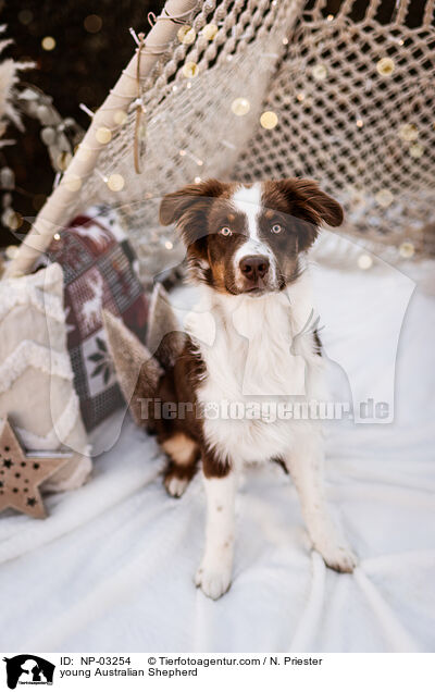 junger Australian Shepherd / young Australian Shepherd / NP-03254