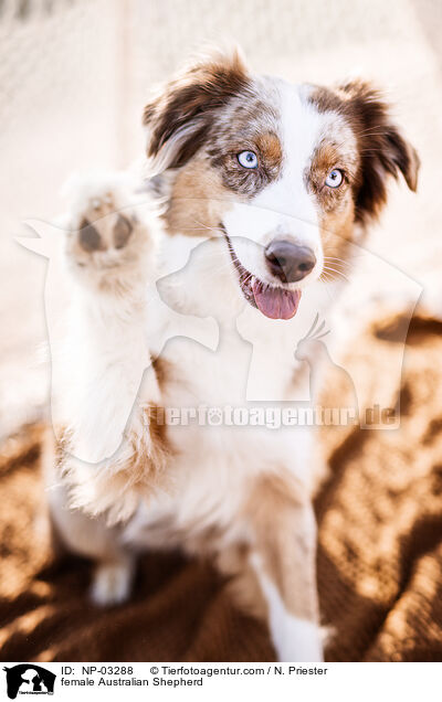 Australian Shepherd Hndin / female Australian Shepherd / NP-03288
