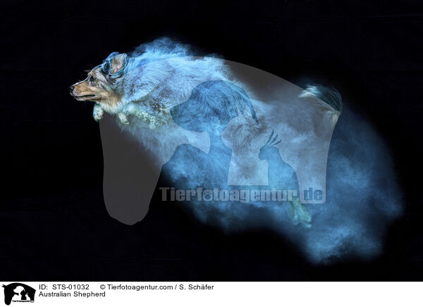 Australian Shepherd / STS-01032