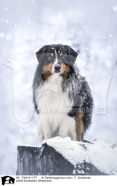 ausgewachsener Australian Shepherd / adult Australian Shepherd / TAS-01177