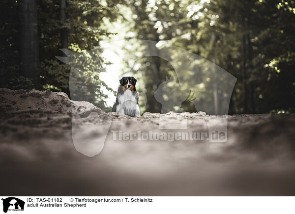 ausgewachsener Australian Shepherd / adult Australian Shepherd / TAS-01182