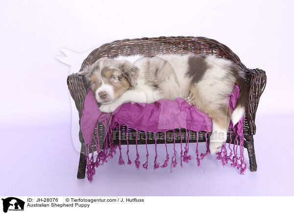 Australian Shepherd Welpe / Australian Shepherd Puppy / JH-28076