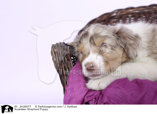 Australian Shepherd Welpe / Australian Shepherd Puppy / JH-28077