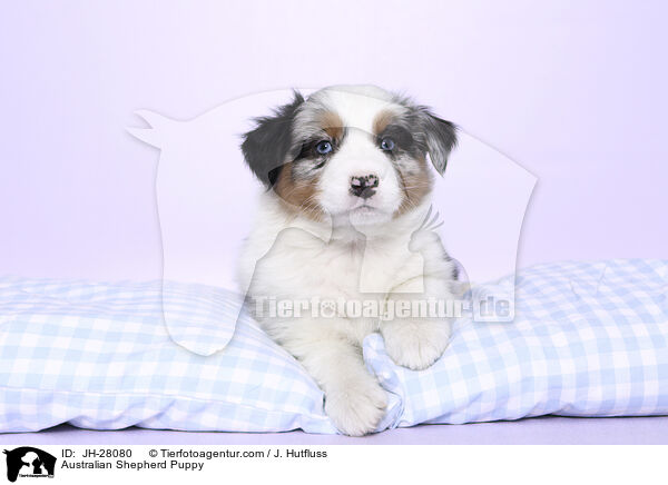 Australian Shepherd Welpe / Australian Shepherd Puppy / JH-28080