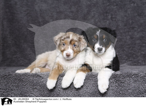 Australian Shepherd Welpen / Australian Shepherd Puppies / JH-28084