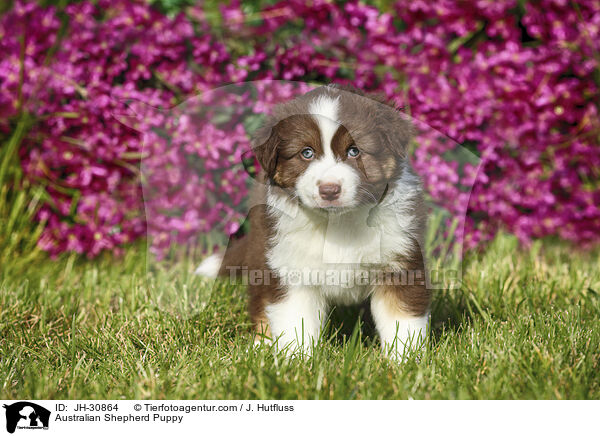 Australian Shepherd Welpe / Australian Shepherd Puppy / JH-30864