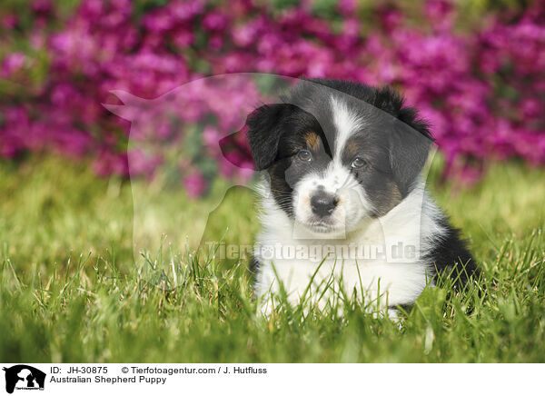 Australian Shepherd Welpe / Australian Shepherd Puppy / JH-30875