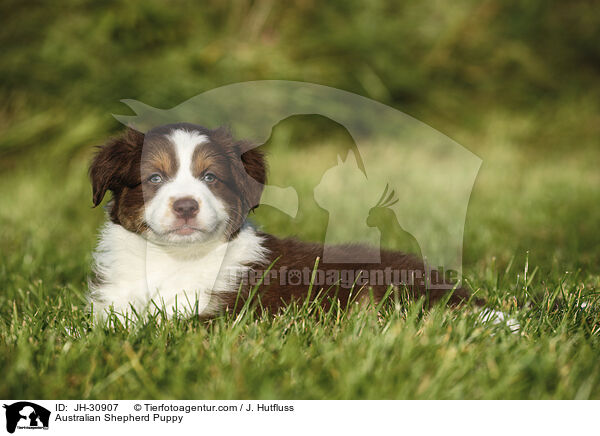 Australian Shepherd Welpe / Australian Shepherd Puppy / JH-30907