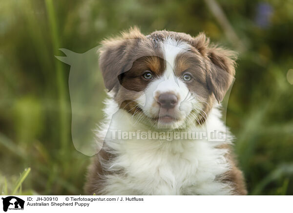 Australian Shepherd Welpe / Australian Shepherd Puppy / JH-30910