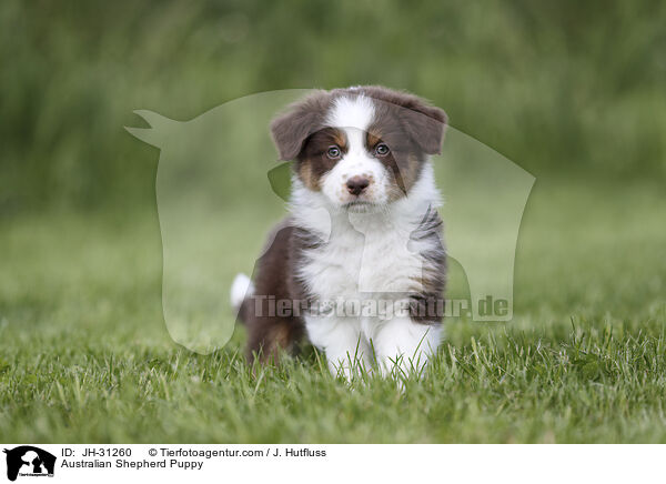 Australian Shepherd Welpe / Australian Shepherd Puppy / JH-31260