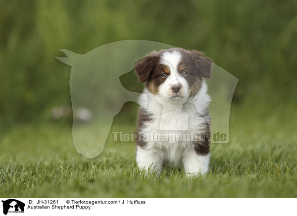 Australian Shepherd Welpe / Australian Shepherd Puppy / JH-31261