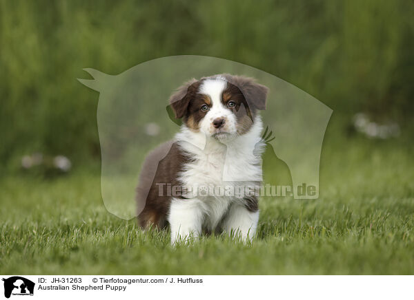 Australian Shepherd Welpe / Australian Shepherd Puppy / JH-31263