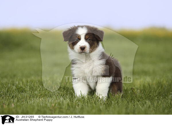 Australian Shepherd Welpe / Australian Shepherd Puppy / JH-31265