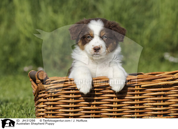 Australian Shepherd Welpe / Australian Shepherd Puppy / JH-31266