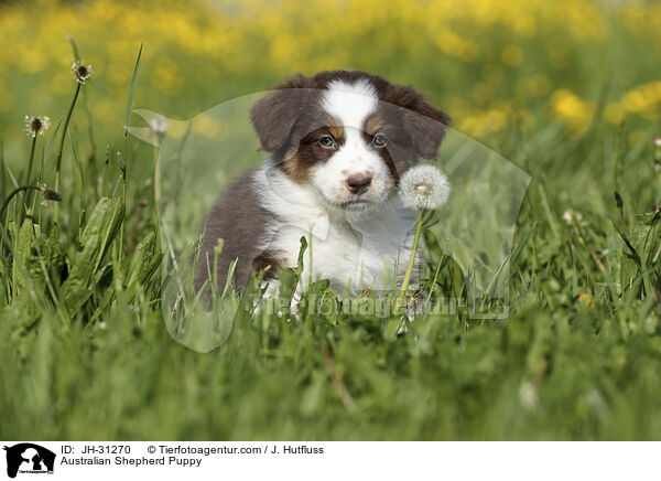 Australian Shepherd Welpe / Australian Shepherd Puppy / JH-31270