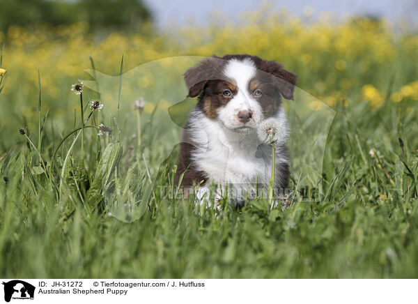 Australian Shepherd Welpe / Australian Shepherd Puppy / JH-31272