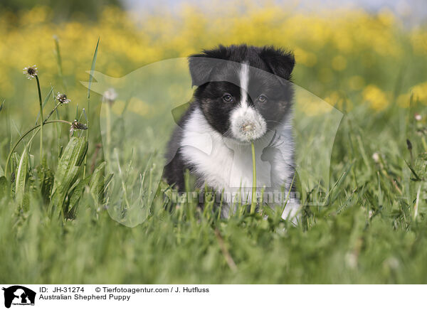 Australian Shepherd Welpe / Australian Shepherd Puppy / JH-31274