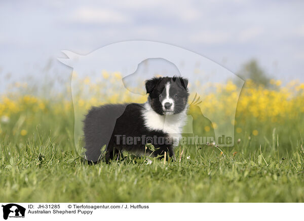 Australian Shepherd Welpe / Australian Shepherd Puppy / JH-31285