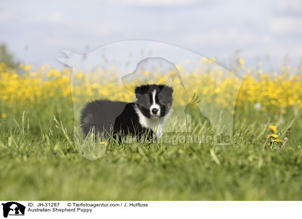 Australian Shepherd Welpe / Australian Shepherd Puppy / JH-31287