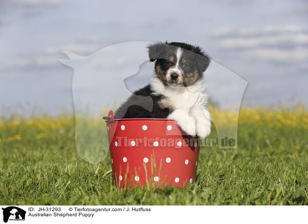 Australian Shepherd Welpe / Australian Shepherd Puppy / JH-31293