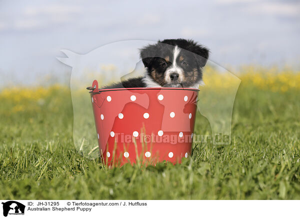 Australian Shepherd Welpe / Australian Shepherd Puppy / JH-31295