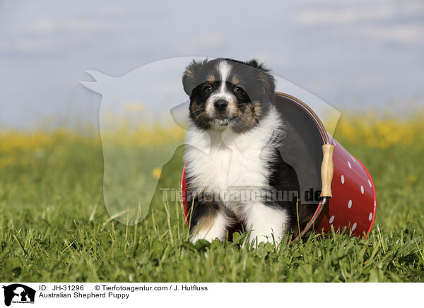 Australian Shepherd Welpe / Australian Shepherd Puppy / JH-31296