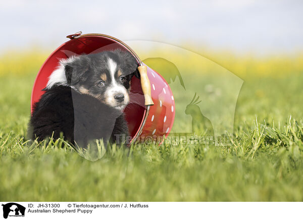 Australian Shepherd Welpe / Australian Shepherd Puppy / JH-31300