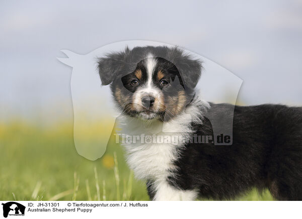 Australian Shepherd Welpe / Australian Shepherd Puppy / JH-31301