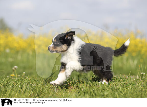 Australian Shepherd Welpe / Australian Shepherd Puppy / JH-31302