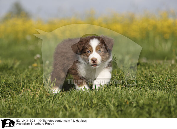 Australian Shepherd Welpe / Australian Shepherd Puppy / JH-31303