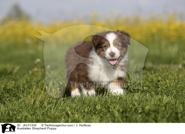 Australian Shepherd Welpe / Australian Shepherd Puppy / JH-31304