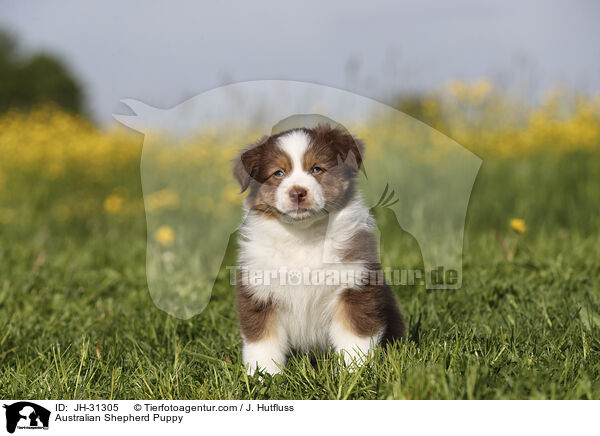 Australian Shepherd Welpe / Australian Shepherd Puppy / JH-31305