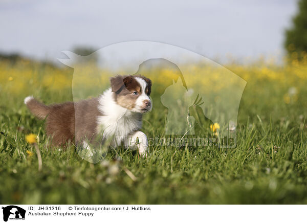 Australian Shepherd Welpe / Australian Shepherd Puppy / JH-31316