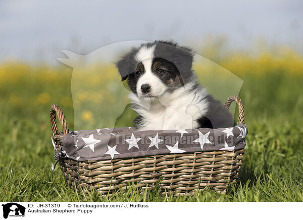 Australian Shepherd Welpe / Australian Shepherd Puppy / JH-31319