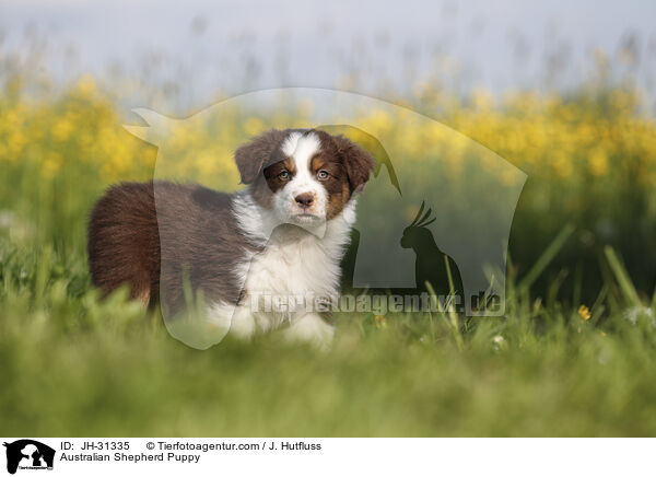 Australian Shepherd Welpe / Australian Shepherd Puppy / JH-31335