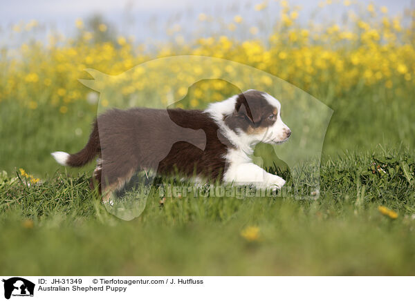 Australian Shepherd Welpe / Australian Shepherd Puppy / JH-31349