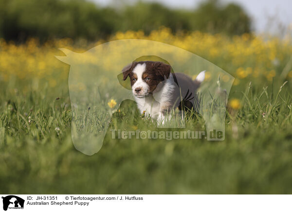 Australian Shepherd Welpe / Australian Shepherd Puppy / JH-31351