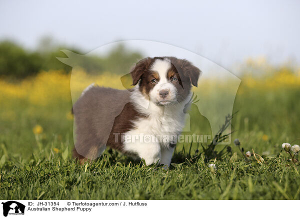 Australian Shepherd Welpe / Australian Shepherd Puppy / JH-31354