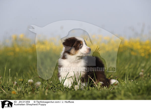 Australian Shepherd Welpe / Australian Shepherd Puppy / JH-31359