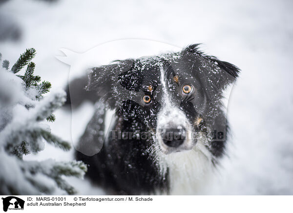 ausgewachsener Australian Shepherd / adult Australian Shepherd / MARS-01001