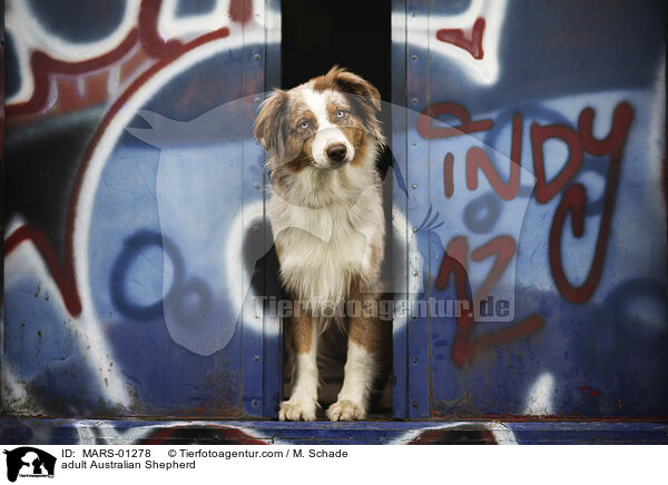ausgewachsener Australian Shepherd / adult Australian Shepherd / MARS-01278