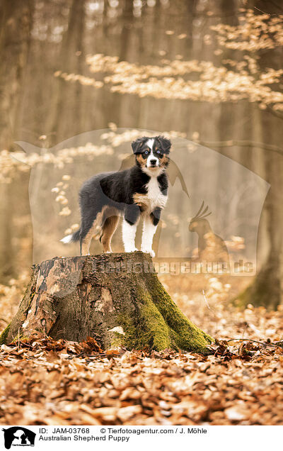 Australian Shepherd Welpe / Australian Shepherd Puppy / JAM-03768