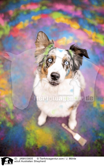 ausgewachsener Australian Shepherd / adult Australian Shepherd / JAM-03805