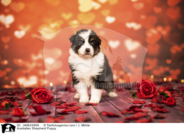 Australian Shepherd Welpe / Australian Shepherd Puppy / JAM-03909