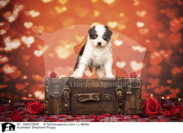 Australian Shepherd Puppy / JAM-03958