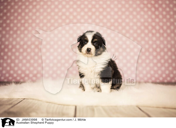 Australian Shepherd Welpe / Australian Shepherd Puppy / JAM-03998